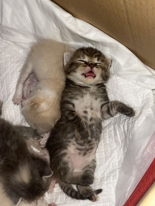 кошенятка в добрі руки