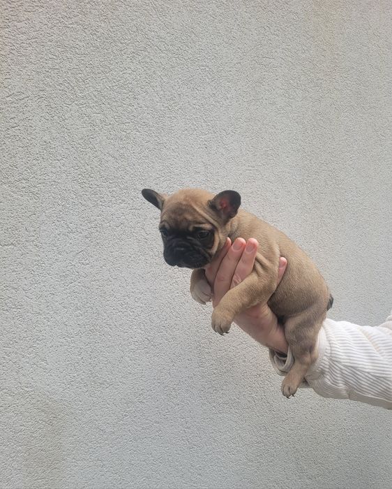 Bulldog francês macho