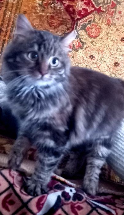 Кішечка стерелізоівана безкоштовно в добрі руки