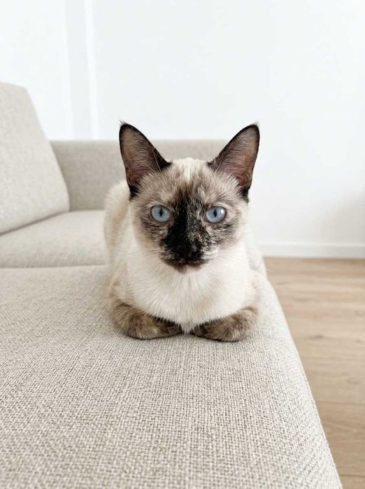 Setúbal / Margem Sul / Lisboa — BIANCA, gatinha para adoção