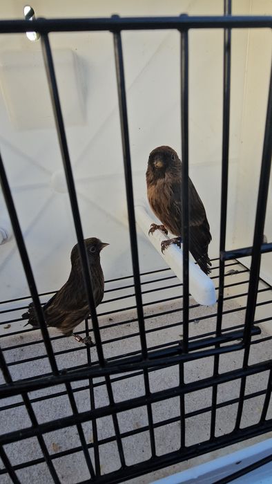 Várias aves para ceder