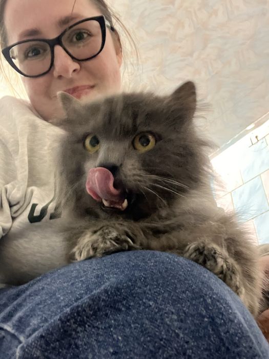 Котик шукає родину, віддам кота