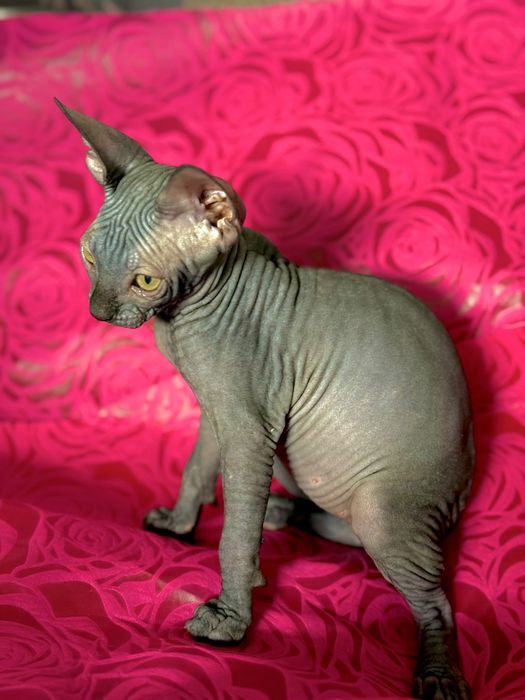 Gata Sphynx com 2 meses