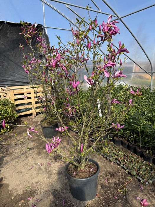 Magnolia SUSAN Duże rosliny