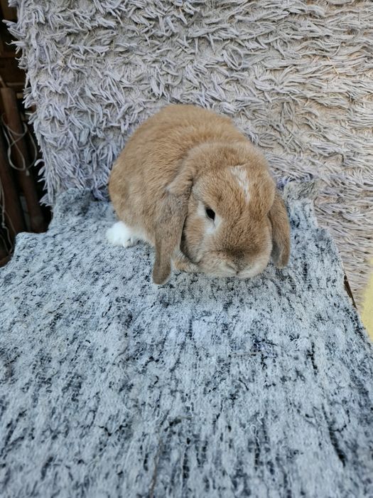 Sprzedam samca mini lop