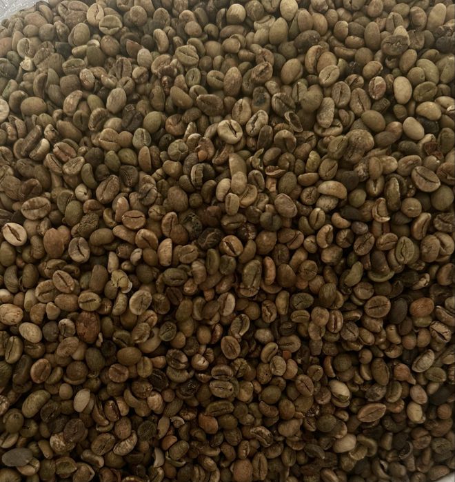 Кава в зернах Робуста Вʼєтнамська | ОПТ | від 15 кг