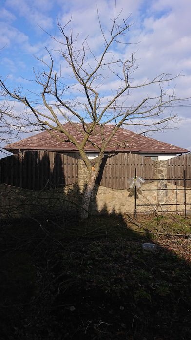 Формування рослин ландшафт, газони