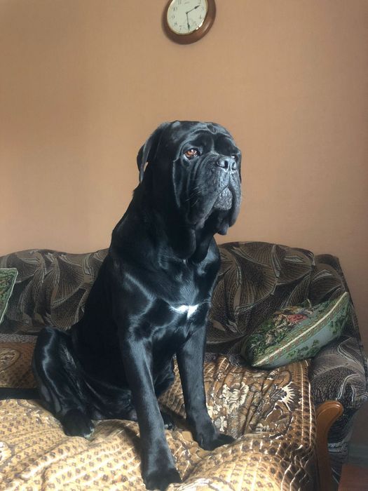 Cane Corso вʼязка .