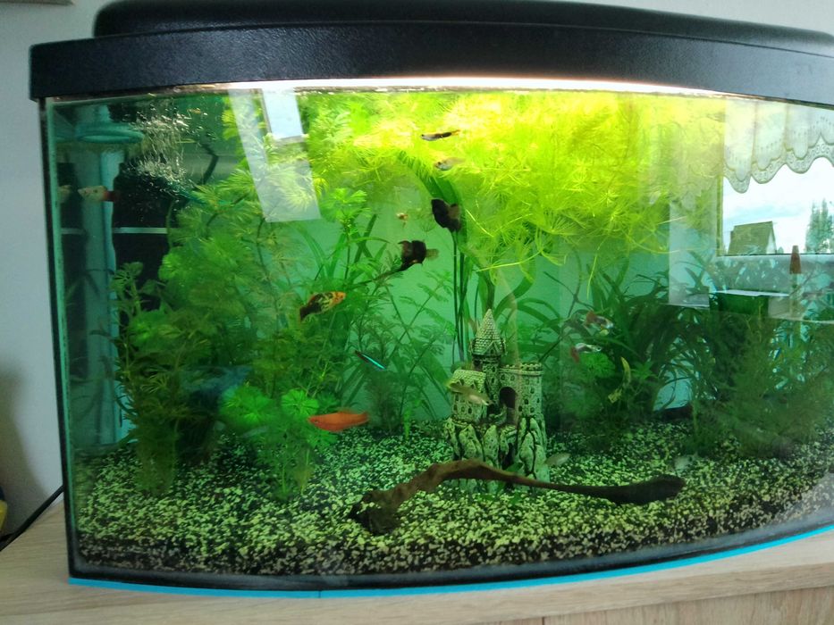 Akwarium z życiem