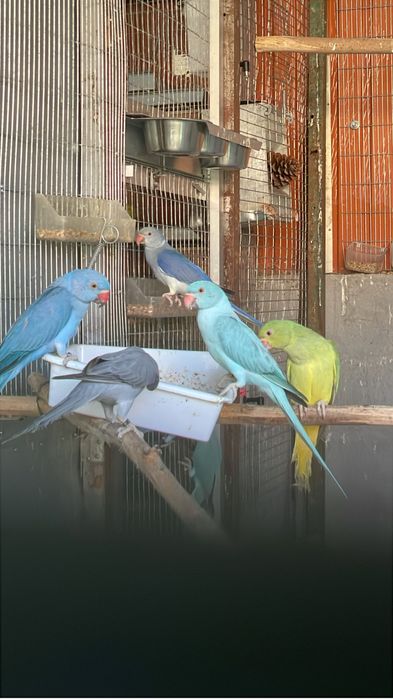 Varias mutacões de Ring nekc /:Aceito troca