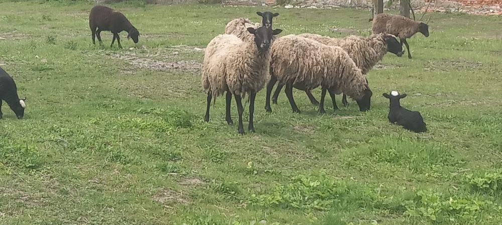 Вівці романовські.