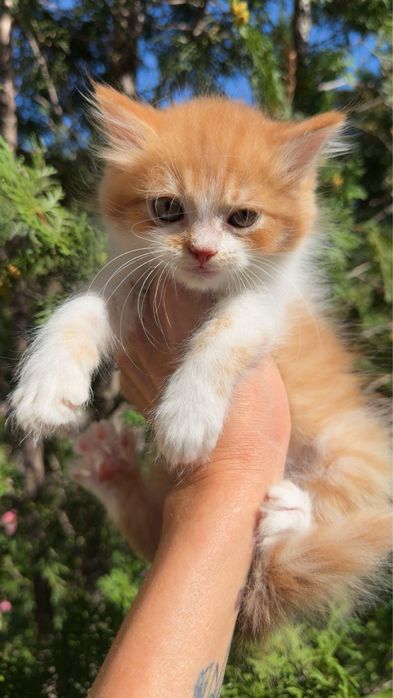 Котик від персидської кішечки