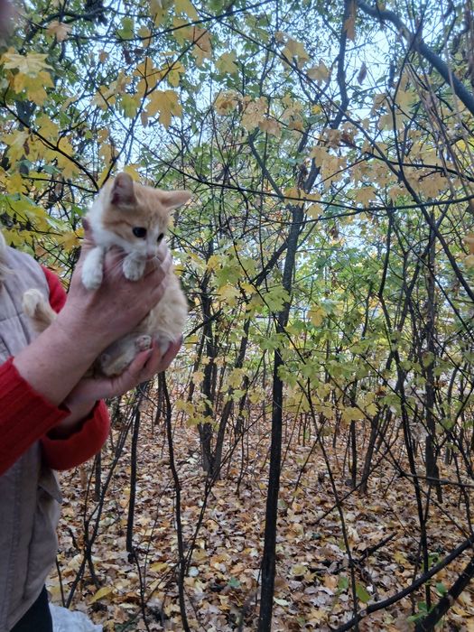 Прилаштовується кошенята