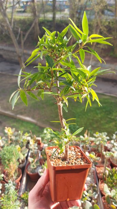 Crassula Roger Hyan  rare crassula*
