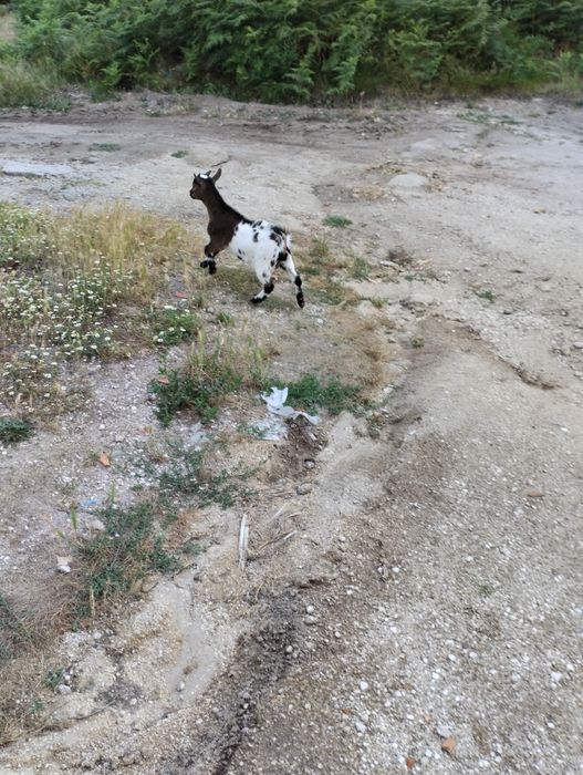 Cabrito anão para venda