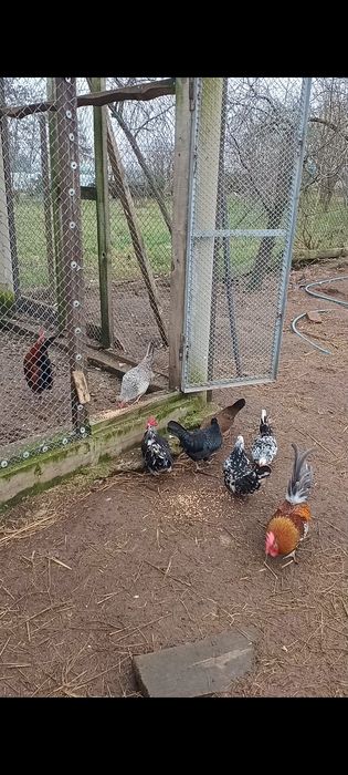 Jaja lęgowe liliputek