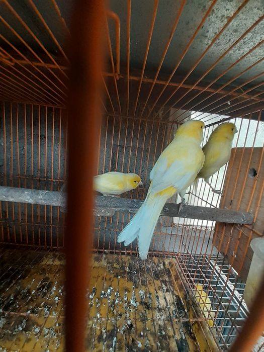2 canários amarelos recessivos