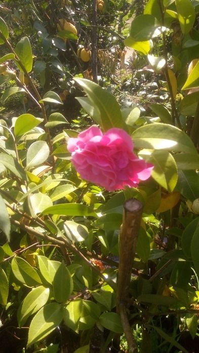 Vendo Camélias com 3 metros