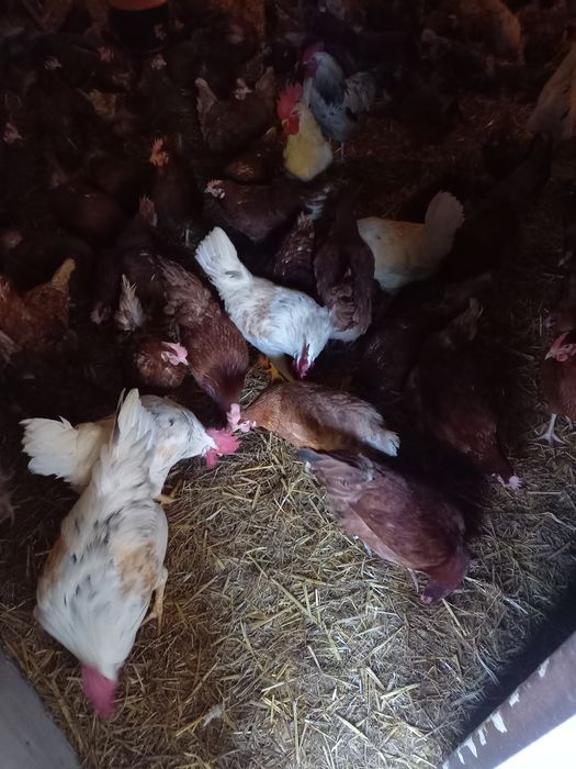 Jaja jajka legowe kury nioski Rosa lohmann