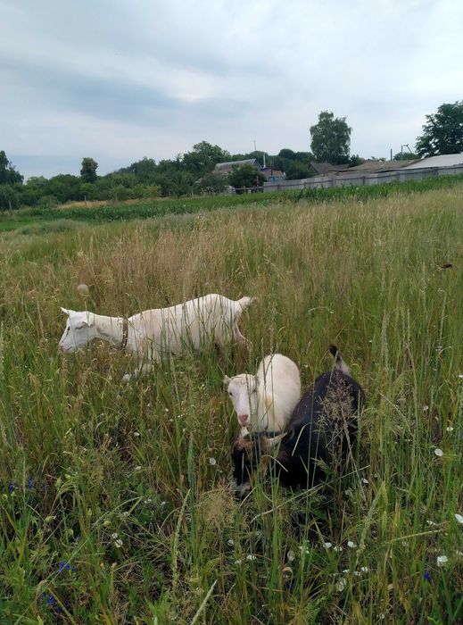 Коза зааненська з домішкою ламанчі та англонубійської крові