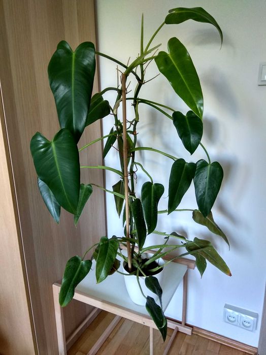 Duży filodendron - wysokość ok. 120 cm
