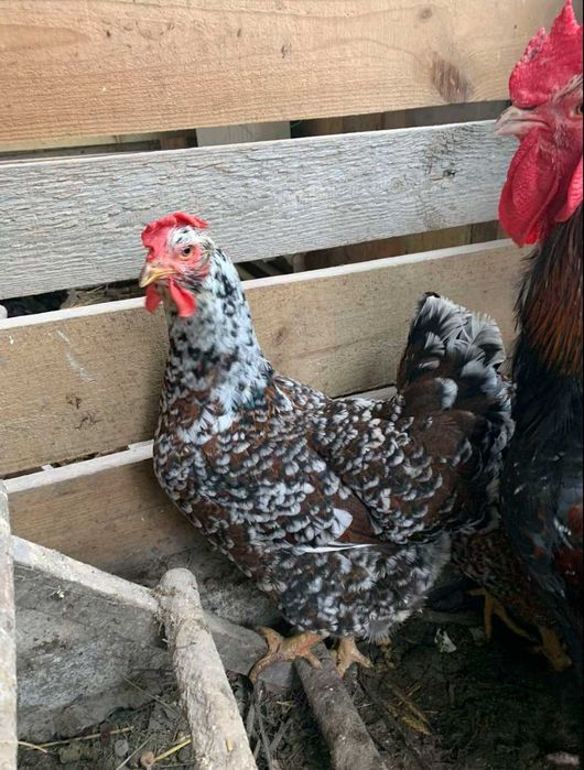 Інкубаційні яйця