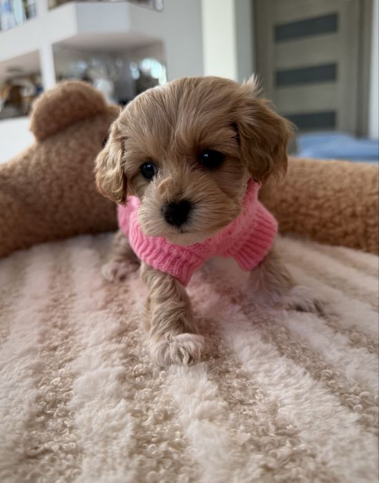 Maltipoo Bajka piękna maleńka dziewczynka