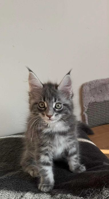 Maine Coon – niebieski kocurek Eris | rodowód FPL | domowa hodowla”