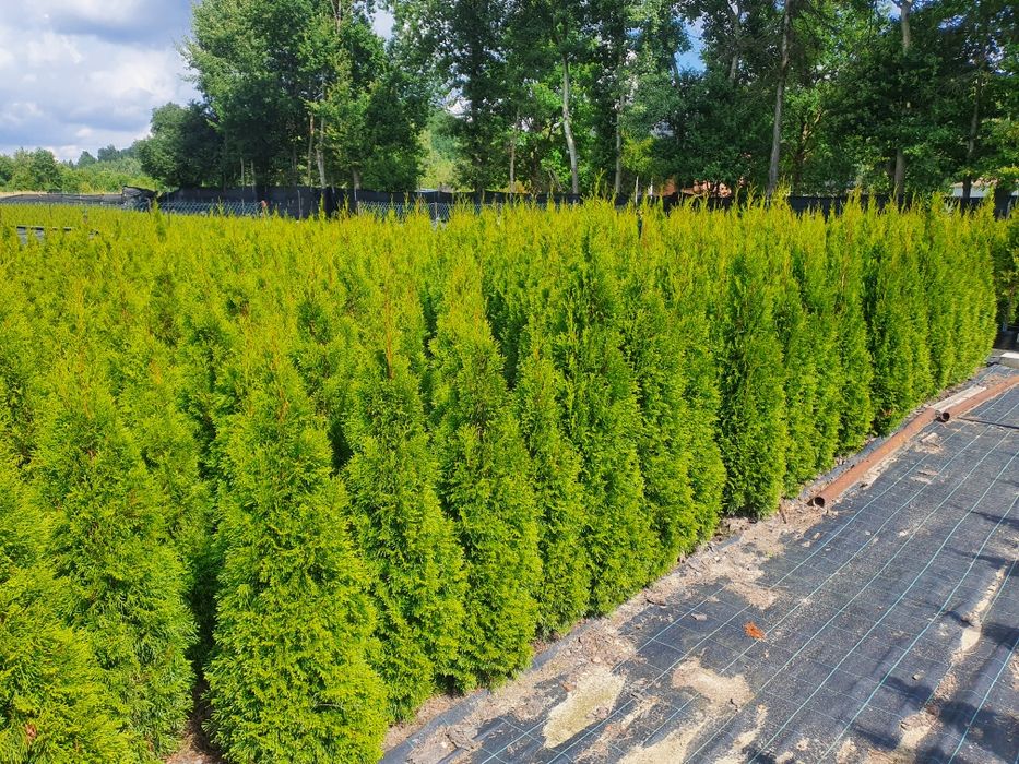 Promocja Ekologiczna Thuja Smaragd tuja szmaragd 150-200 cm