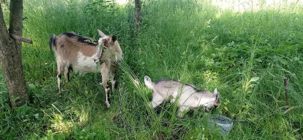 Продається козеня