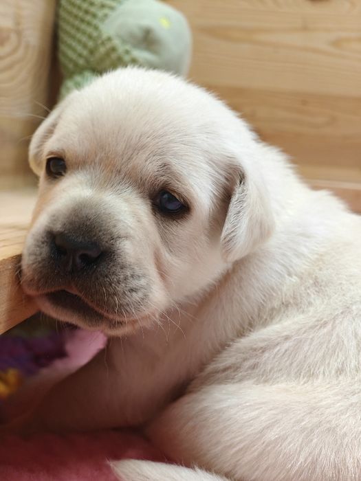 Labrador Retriever suczka