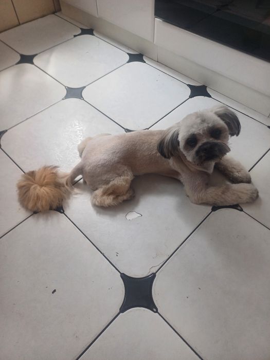 Доброго дня Шукаємо пару для хлопчика ши-цу Можливо хтось хоче звести