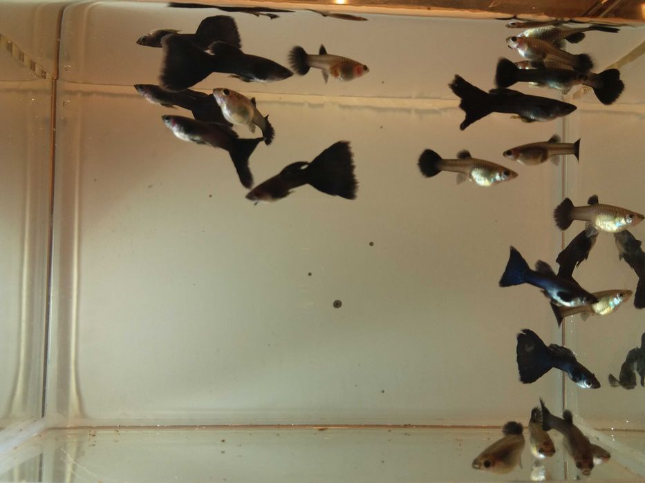 gupik moskiewski czarny