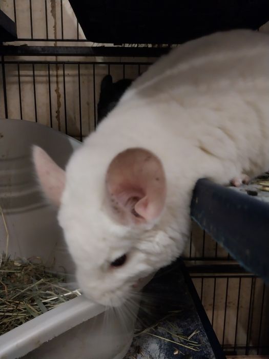 Szynszyla samczyk, chłopaki już dostępna