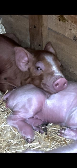 Поросята трех породка