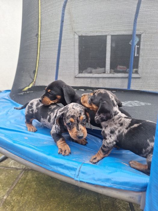 Такса Чистокровні цуценята мраморної такси