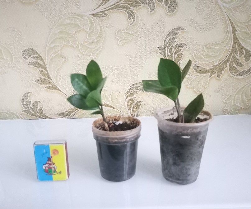 Заміакулькас (доларове дерево).