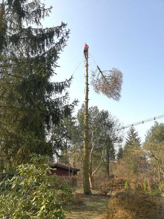 Wycinka Drzew Pielęgnacja Ogrodów