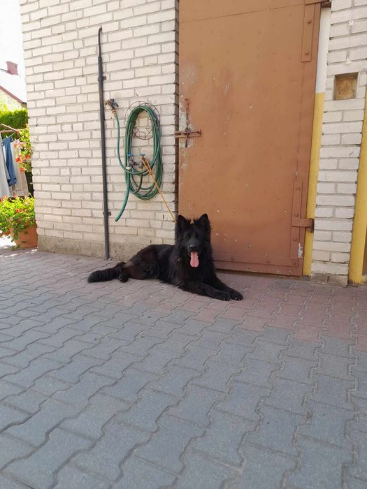 Owczarek Niemiecki Reproduktor