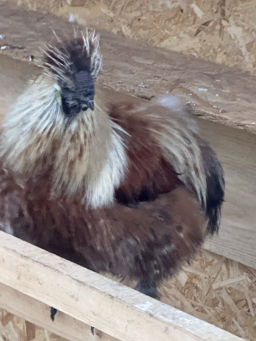 Sedosos machos disponiveis