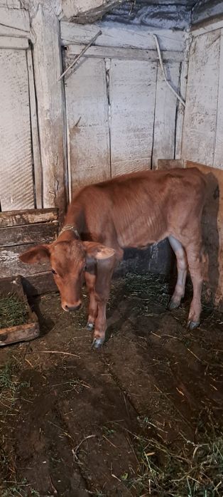 Продам теличку двохмісячну