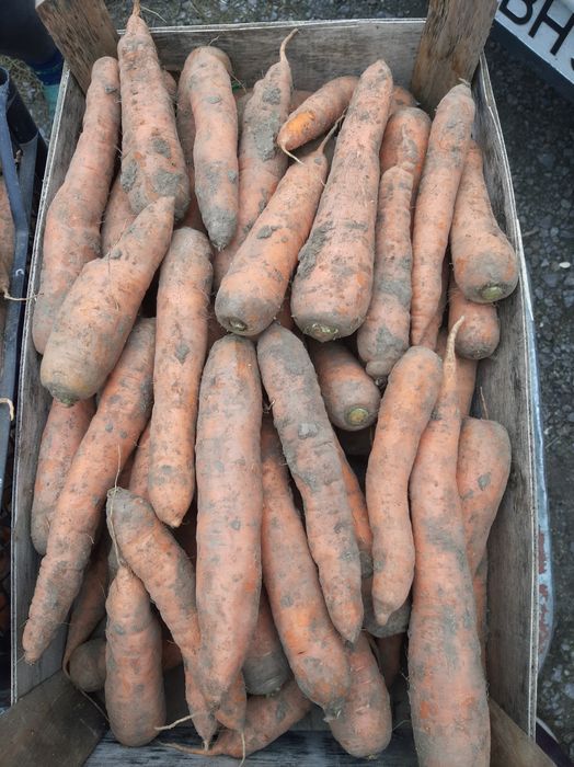 Продам моркву домашню