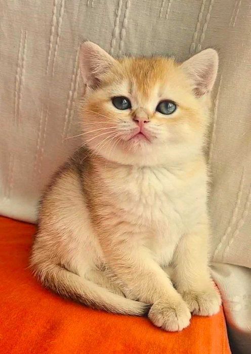 Шотландские котята (ЗОЛОТАЯ ШИНШИЛЛА)