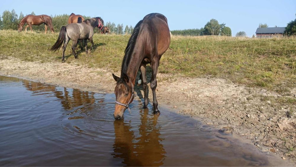 Klacz SP ur wiosna 2024