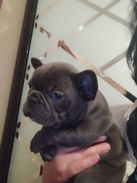 Хлопчик і дівчинка бульдожки