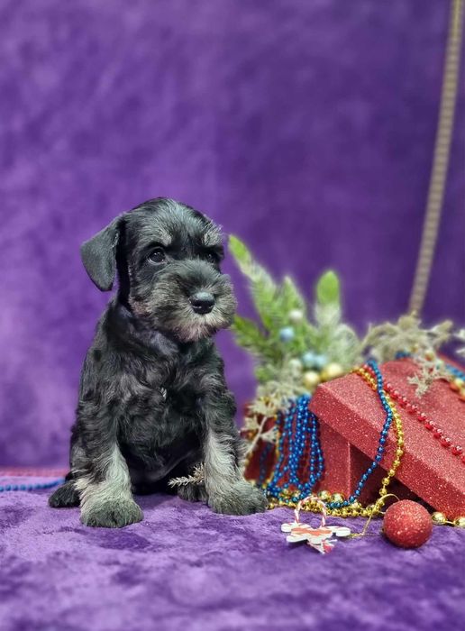 Цуценята цвергшнауцера