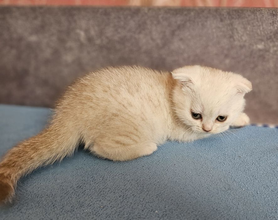 Британская вислоухая.