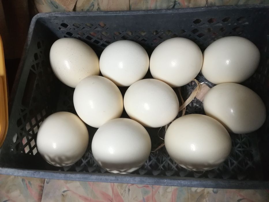 Ovos de avestruz galados