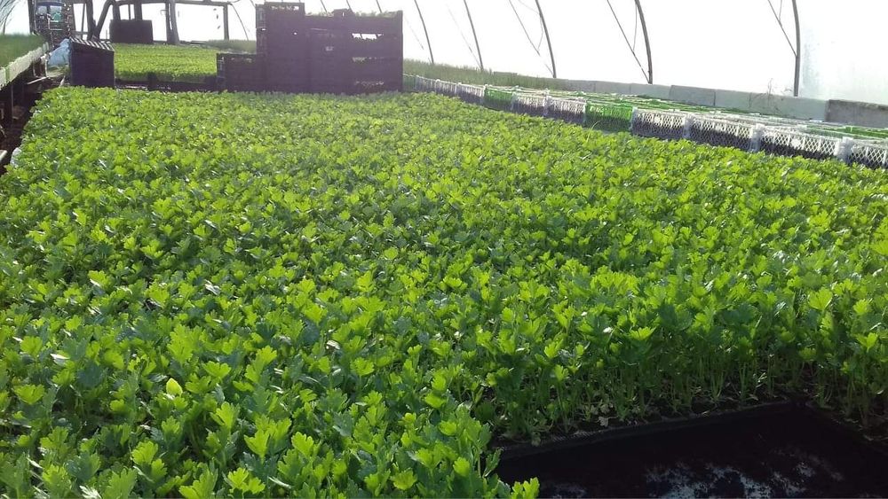 Rozsada por seler pomidor ogórek papryką