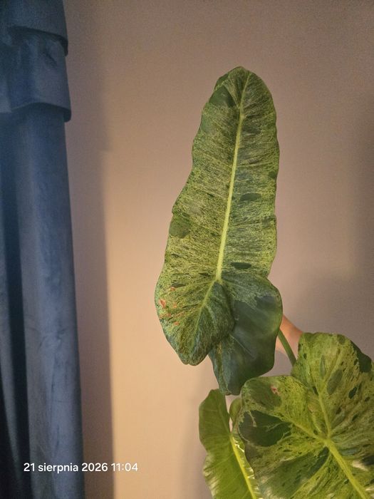 Ogromny szczyt philodendron paraiso verde  variegata